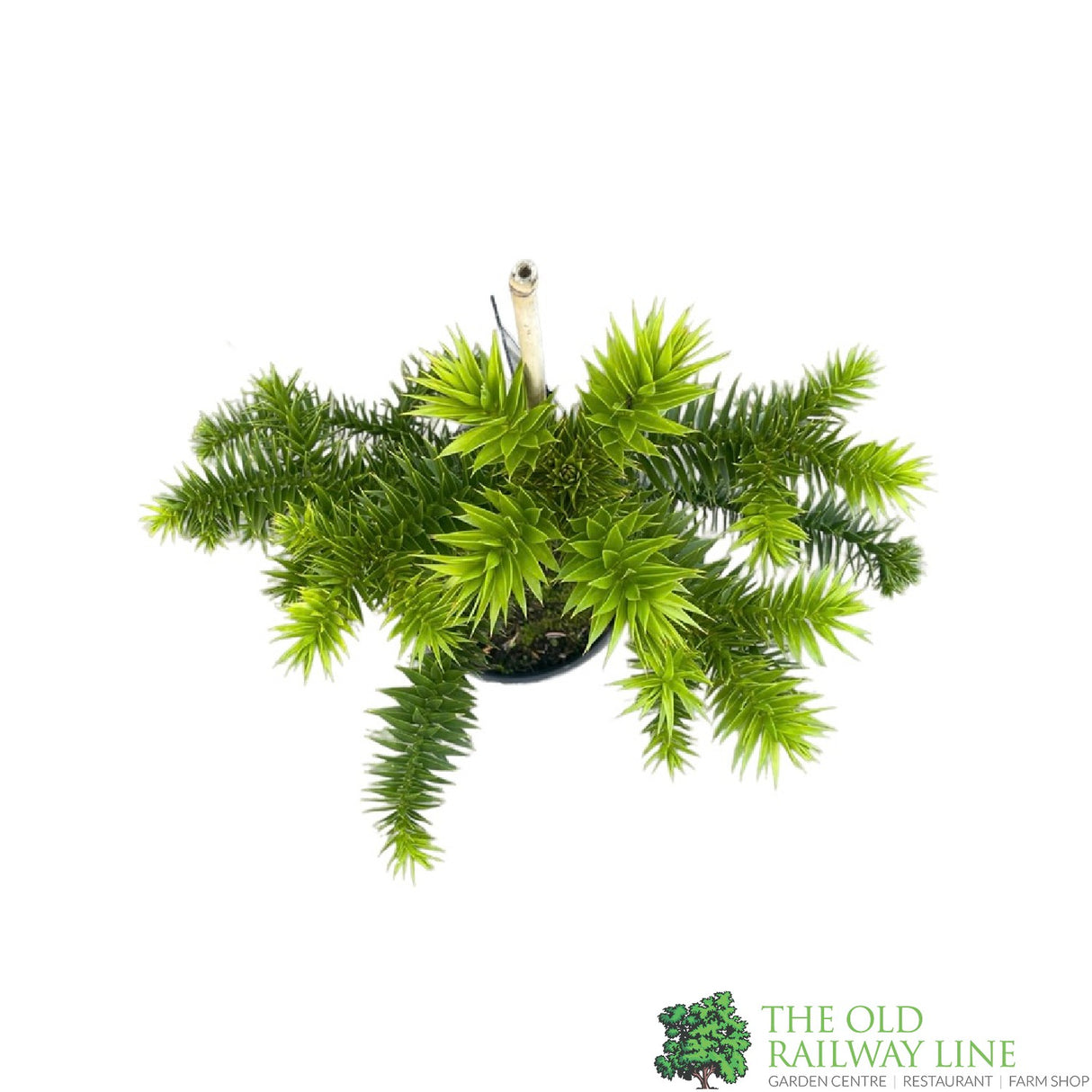 Araucaria araucana 'Monkey Puzzle' Tree - 4Ltr Pot