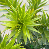 Araucaria araucana 'Monkey Puzzle' Tree - 4Ltr Pot