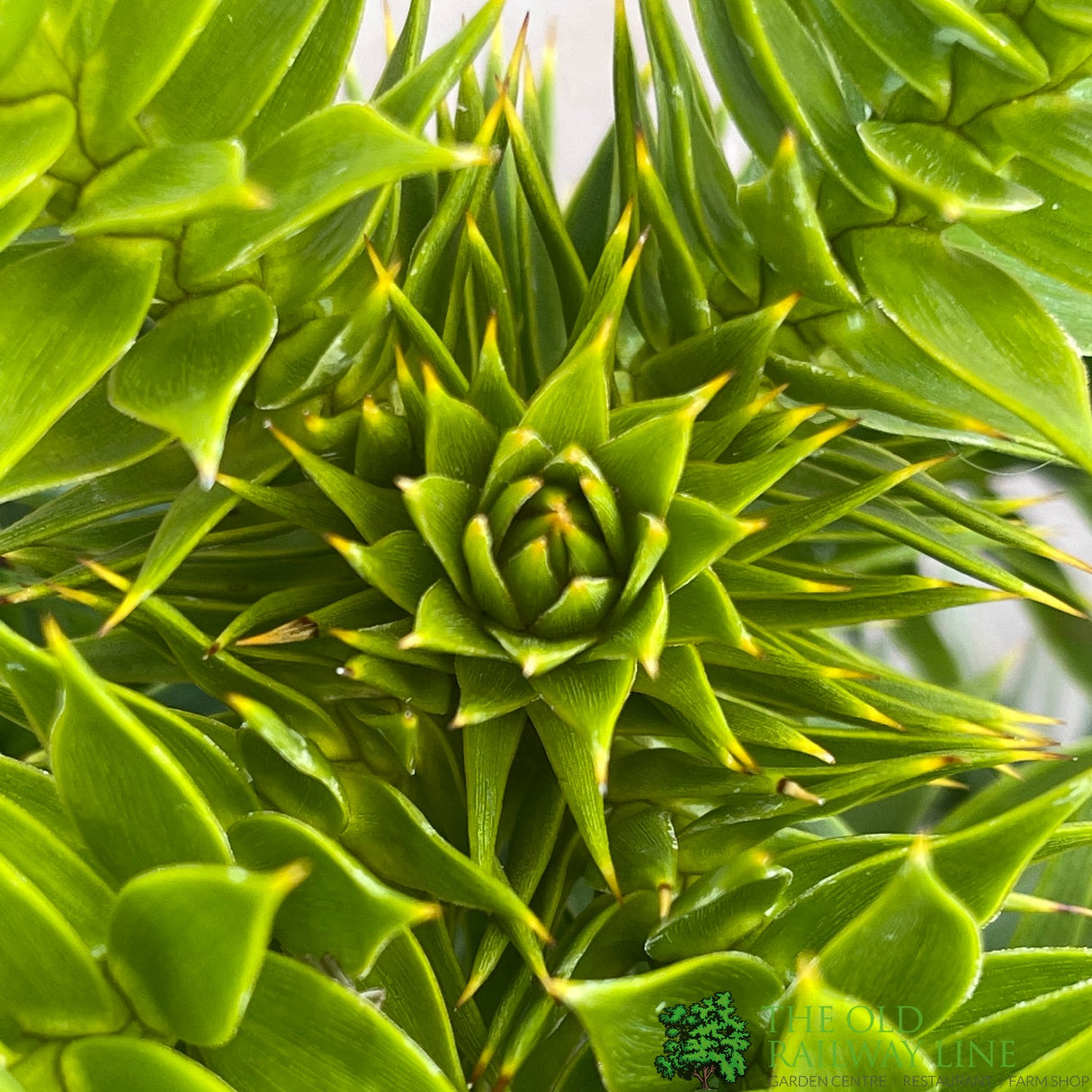 Araucaria araucana 'Monkey Puzzle' Tree - 4Ltr Pot