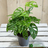 Monstera Obliqua 'Monkey Leaf' Houseplant 12cm Pot