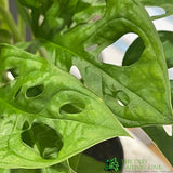 Monstera Obliqua 'Monkey Leaf' Houseplant 12cm Pot