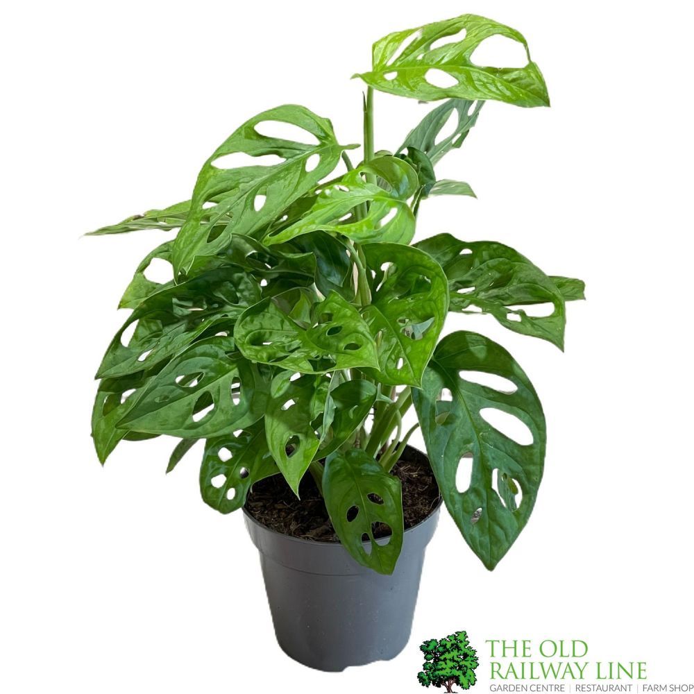 Monstera Obliqua 'Monkey Leaf' Houseplant 12cm Pot