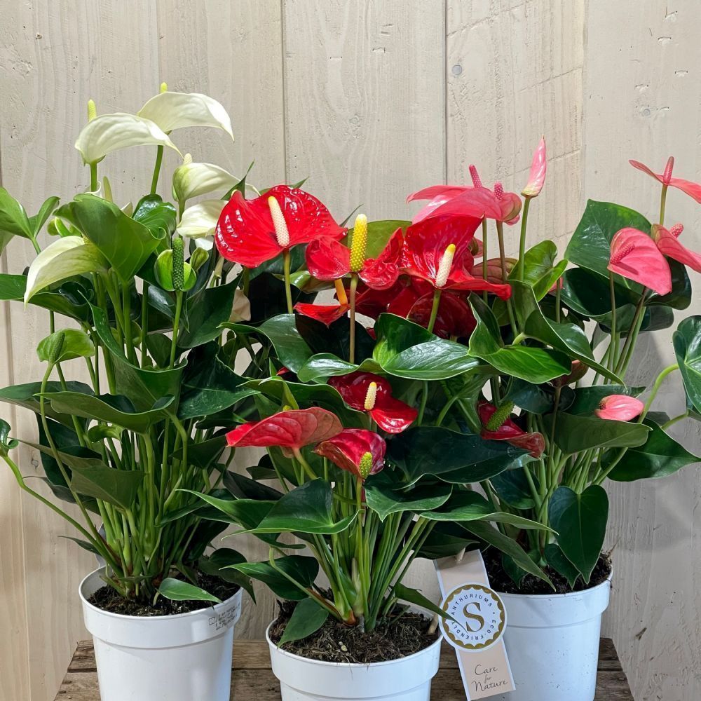Anthurium 14cm Mixed Variety