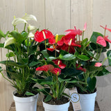 Anthurium 14cm Mixed Variety