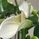 Anthurium 14cm Mixed Variety