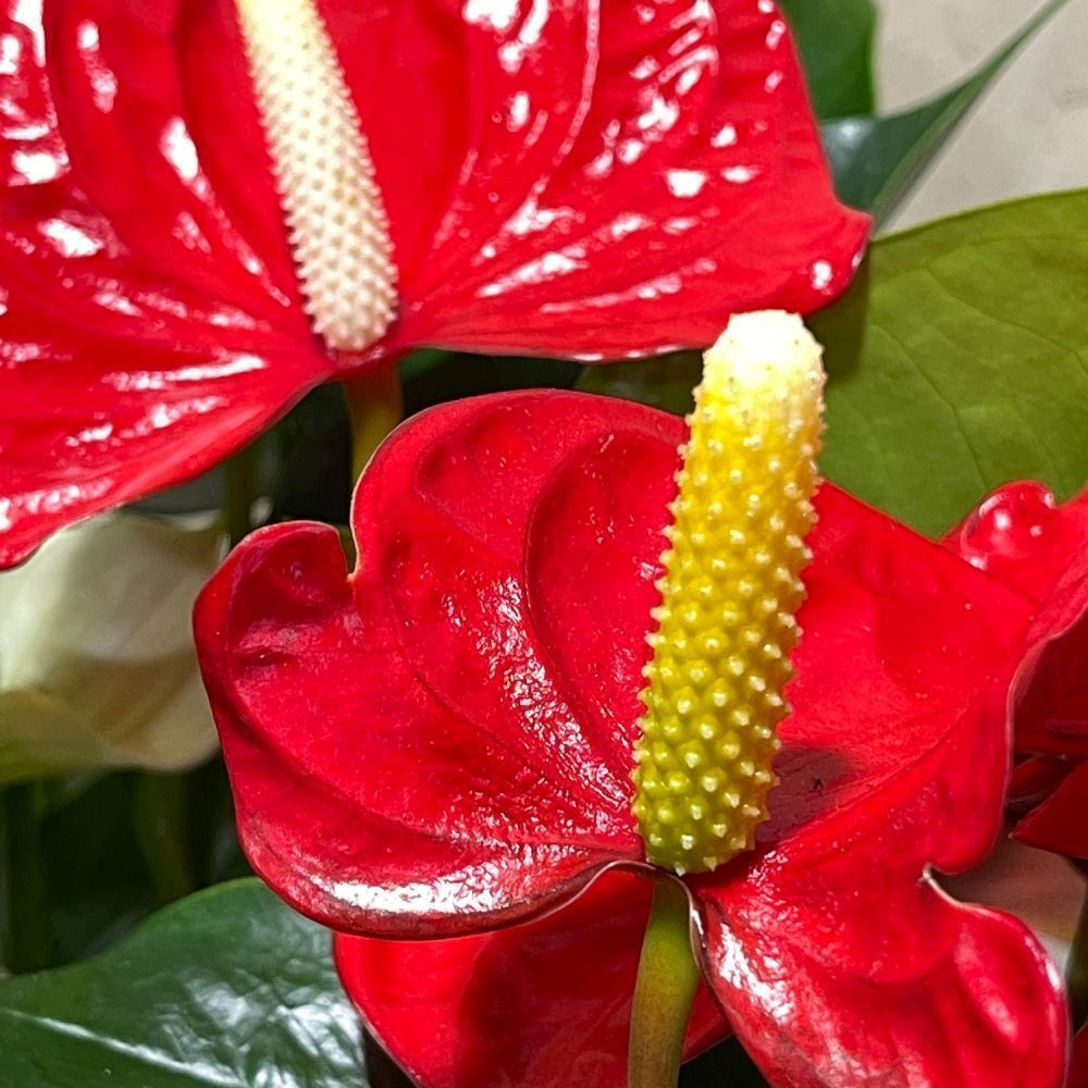 Anthurium 14cm Mixed Variety