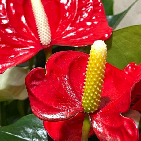 Anthurium 14cm Mixed Variety