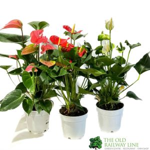 Anthurium 14cm Mixed Variety