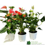 Anthurium 14cm Mixed Variety