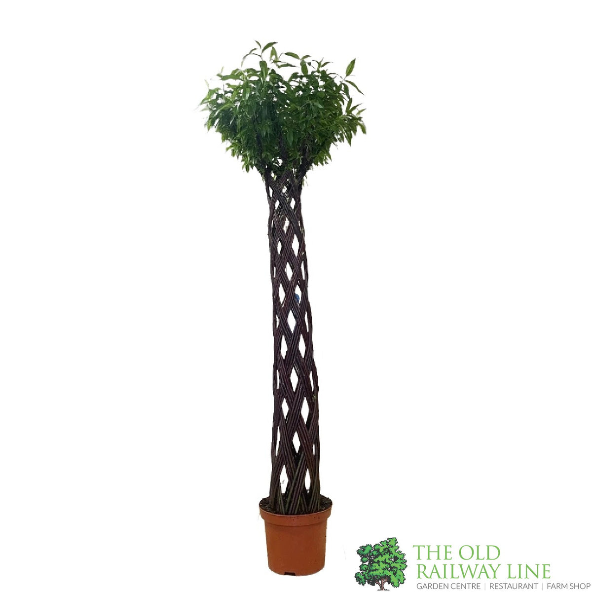 Salix Hybrid Living Braided Willow Sculpture Dark Brown Stem 200cm Tal ...