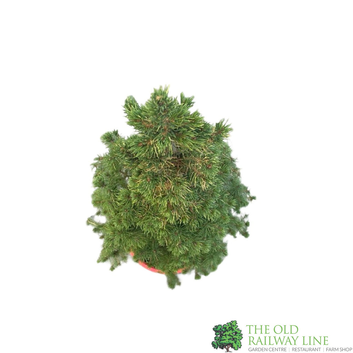 Picea Glauca 'White Spruce' Conifer 3Ltr Pot