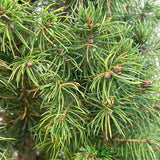 Picea Glauca 'White Spruce' Conifer 3Ltr Pot