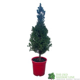 Picea Glauca 'White Spruce' Conifer 3Ltr Pot