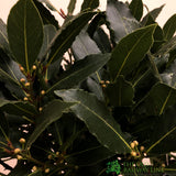 Laurus Nobilis 'Twisted Stem' Standard Bay Tree 10 Ltr Pot