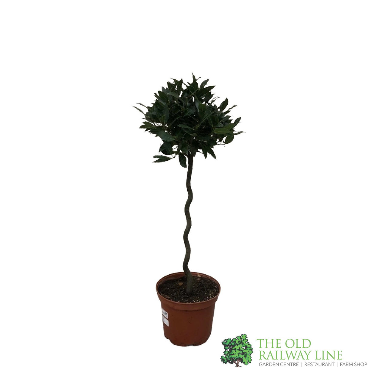 Laurus Nobilis 'Twisted Stem' Standard Bay Tree 10 Ltr Pot
