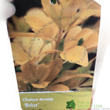 Choisya Ternata 'Brica' Mix 5 Ltr Pot