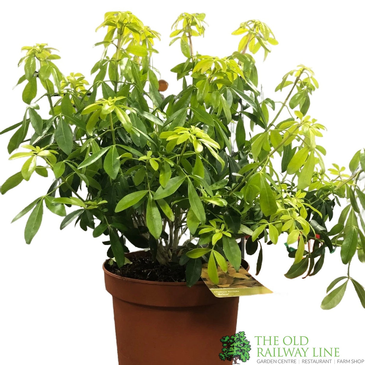 Choisya Ternata 'Brica' Mix 5 Ltr Pot