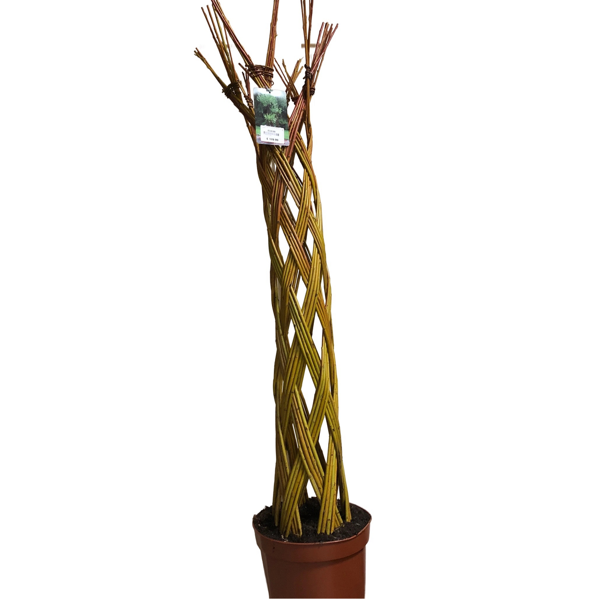 Salix Alba ‘Harlequin’ Living Braided White Willow Sculpture Light Stem 150cm 10 Litre pot