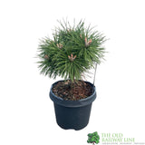 Pinus Mix 3Ltr (Choice of 2)