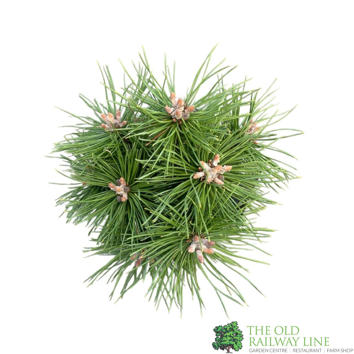 Pinus Mix 3Ltr (Choice of 2)