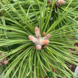 Pinus Mix 3Ltr (Choice of 2)