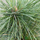 Pinus Mix 3Ltr (Choice of 2)