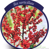 Ilex verticillata 'Magical Berry' 23cm Pot - Female