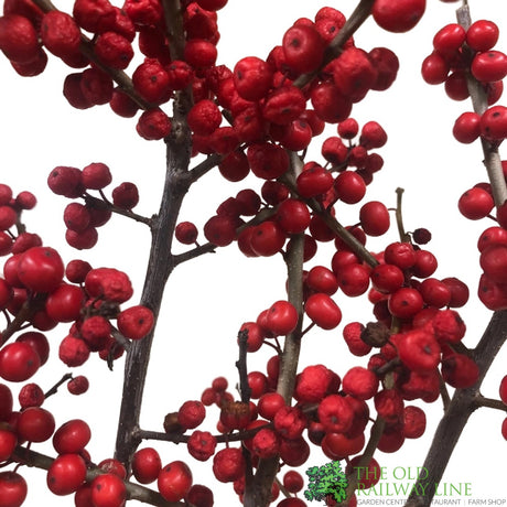 Ilex verticillata 'Magical Berry' 23cm Pot - Female
