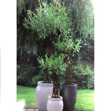 Salix Alba ‘Harlequin’ Living Braided White Willow Sculpture Light Stem 150cm 10 Litre pot