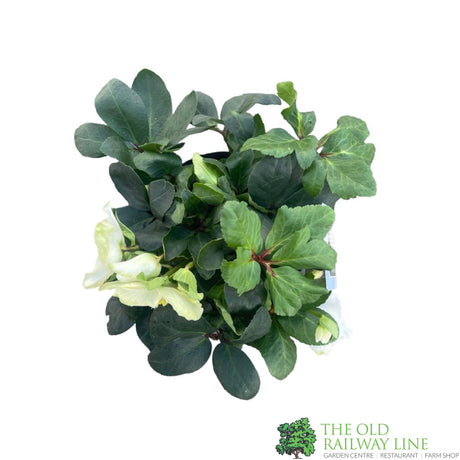 Helleborus niger 'Christmas Carol' Plant 2Ltr Pot (NL)