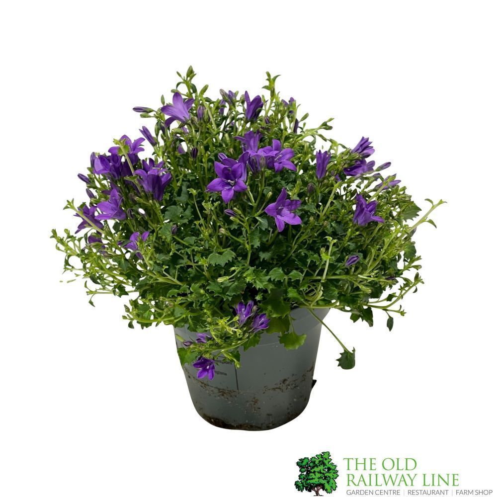 Campanula 'Intense Purple' 10.5cm pot