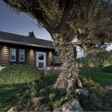 Lumineo 750 LED Warm White Solar Compact Twinkle Lights