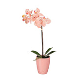 Mica Decorations 18cm Pink  Artifical Phalaenopsis Orchid in Pot - 1173160