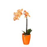 Mica Decorations 18cm Orange Artifical Phalaenopsis Orchid in Pot - 1173161