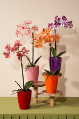 Mica Decorations 18cm Orange Artifical Phalaenopsis Orchid in Pot - 1173161