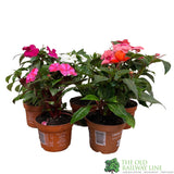 New Guinea Impatiens Mixed 1Ltr Pot