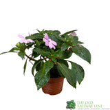 New Guinea Impatiens Mixed 1Ltr Pot