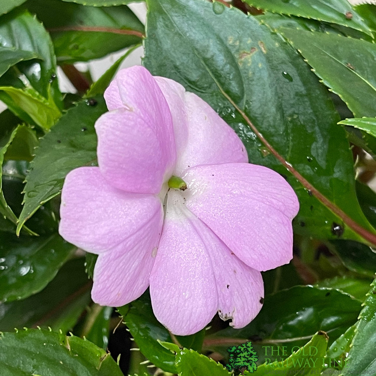 New Guinea Impatiens Mixed 1Ltr Pot