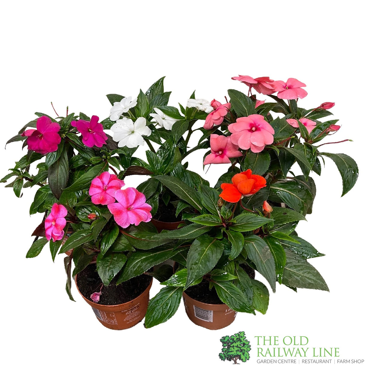 New Guinea Impatiens Mixed 1Ltr Pot