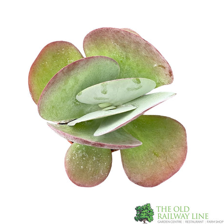 Kalanchoe Thyrsiflora 'Red Lips' Houseplant - 10.5cm Pot