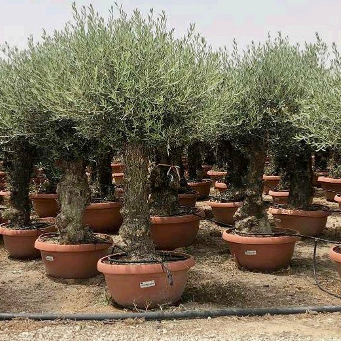 Olive Tree Standard (Olea europaea) 90 Ltr Pot Approx 180cm Tall
