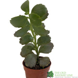 Kalanchoe Blossfeldiana Ameg 'Flaming Katy'  5.5CM