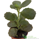 Kalanchoe Blossfeldiana Ameg 'Flaming Katy'  5.5CM