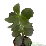 Kalanchoe Blossfeldiana Ameg 'Flaming Katy'  5.5CM