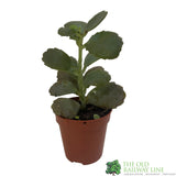 Kalanchoe Blossfeldiana Ameg 'Flaming Katy'  5.5CM