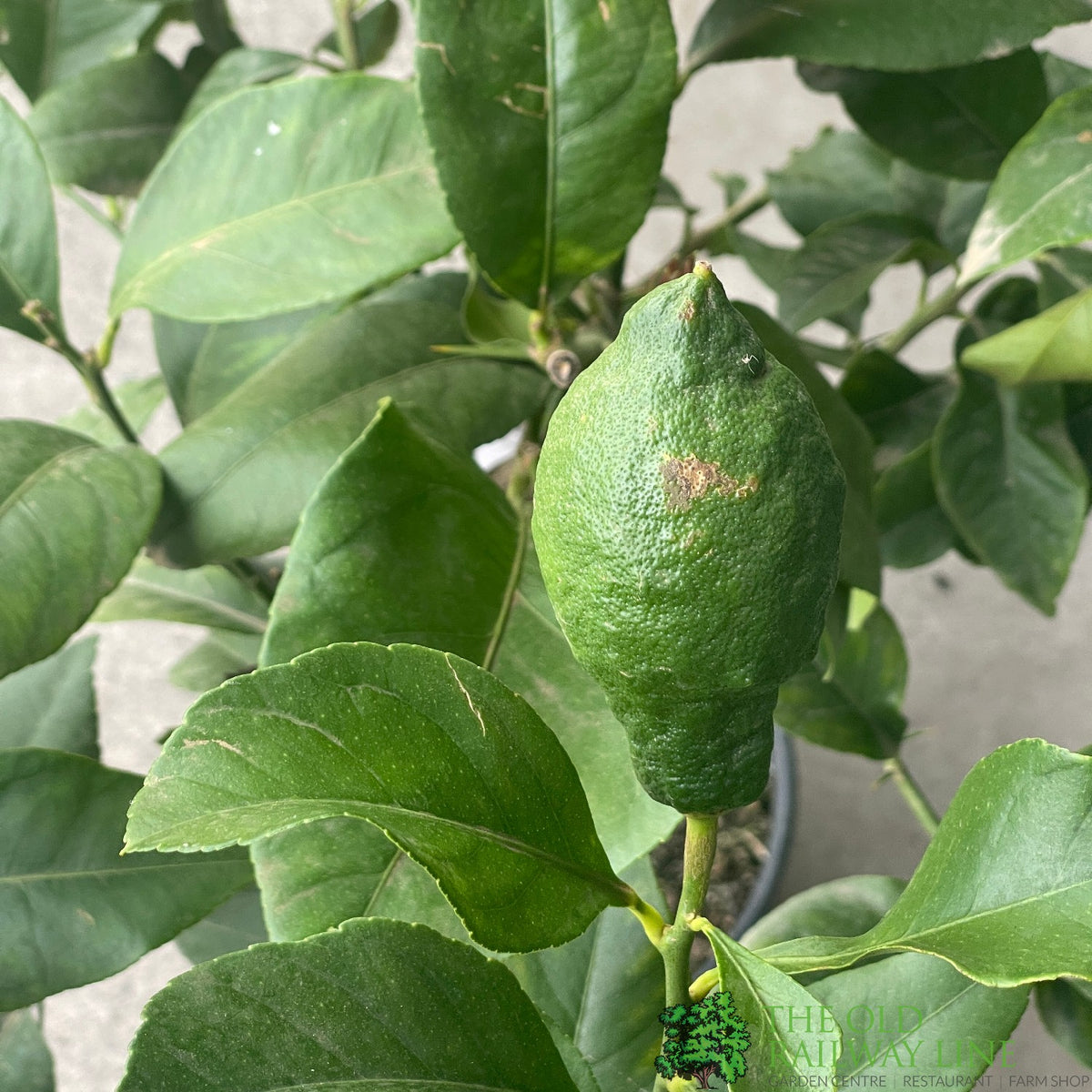 Citrus Lemon Mini Stem 3.5Ltr Pot – Old Railway Line Garden Centre