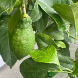 Citrus Lemon Mini Stem 3.5Ltr Pot