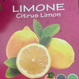 Citrus Lemon Mini Stem 3.5Ltr Pot