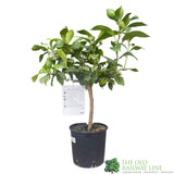 Citrus Lemon Mini Stem 3.5Ltr Pot