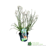 ANIGOZANTHOS Red / White Kangaroo Paw ASSORTED 2L